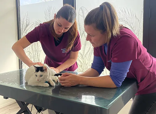 patient clinique pédagogique, chat en séance examen visuel et palpatoire de l’animal