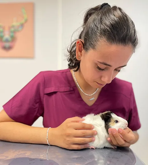 patient clinique pédagogique, NAC en séance examen visuel et palpatoire de l’animal