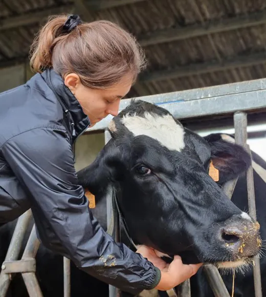 une vache en situation d'examen visuel et palpatoire