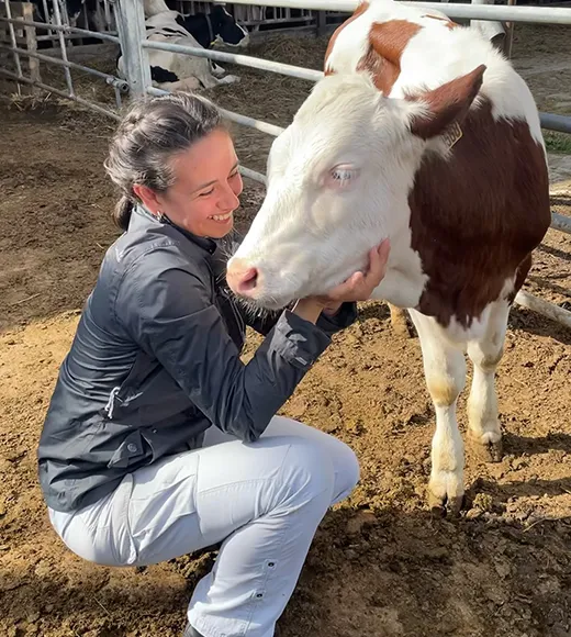 Une vache en situation d'examen visuel et palpatoire